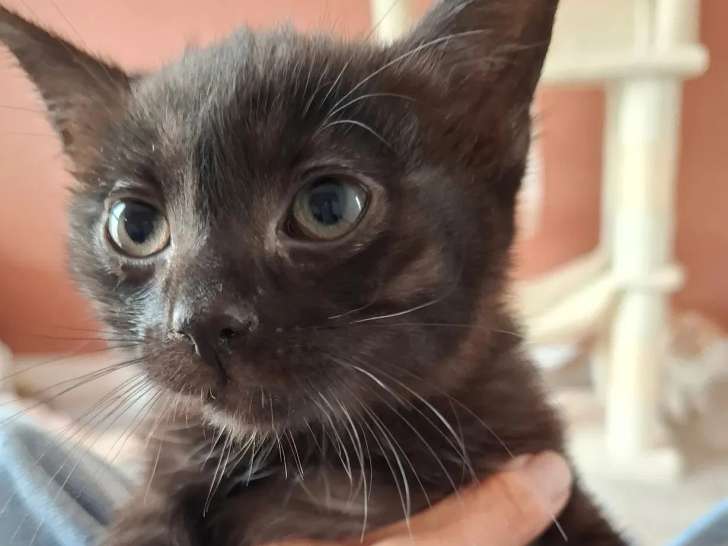 Prêts pour l'adoption : chatons mâles d'environ 2 mois et demi