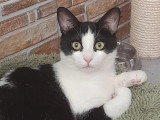 À adopter : chaton mâle noir et blanc de 11 mois