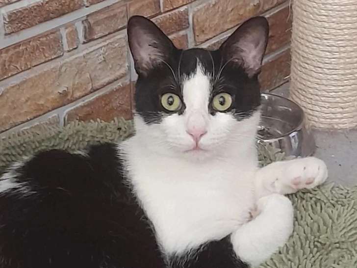 À adopter : chaton mâle noir et blanc de 11 mois