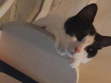 À adopter : chaton mâle noir et blanc de 11 mois