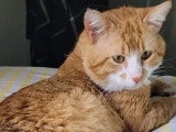 Adoption disponible : chat roux et blanc d'un an