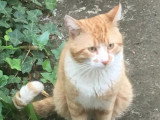 Adoption disponible : chat roux et blanc d'un an