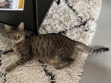 En attente d'un foyer : chatte tigrée d'un an