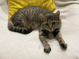 En attente d'un foyer : chatte tigrée d'un an