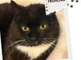 À accueillir : chat noir et blanc de 10 ans