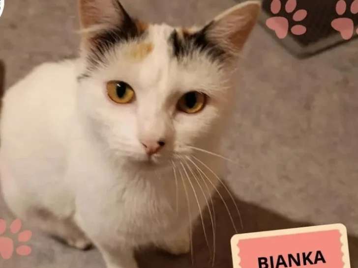 En quête d'un foyer : chatte tricolore d'un an