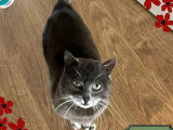 En attente d'adoption : chat gris de 6 ans