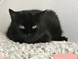 À la recherche d'une famille : chatte noire de 9 ans