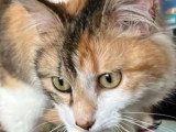 Disponible à l'adoption : chatte tricolore d'un an
