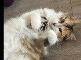 Disponible à l'adoption : chatte tricolore d'un an