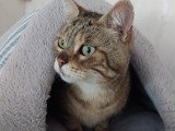 En attente d'un foyer : chat tigré de 10 ans