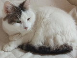À adopter : chatte blanche et noire de 15 ans