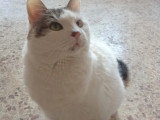 À adopter : chatte blanche et noire de 15 ans