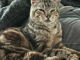 En quête d'un foyer : chat tigré gris de 10 ans