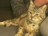 En quête d'un foyer : chat tigré gris de 10 ans