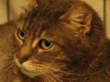À la recherche d'une famille : chatte tigrée de 5 ans