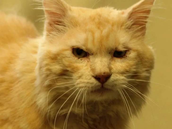 À accueillir : chat au pelage tigré roux de 5 ans