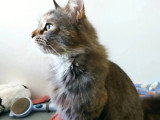 Adoption disponible : chatte tigrée de 5 ans