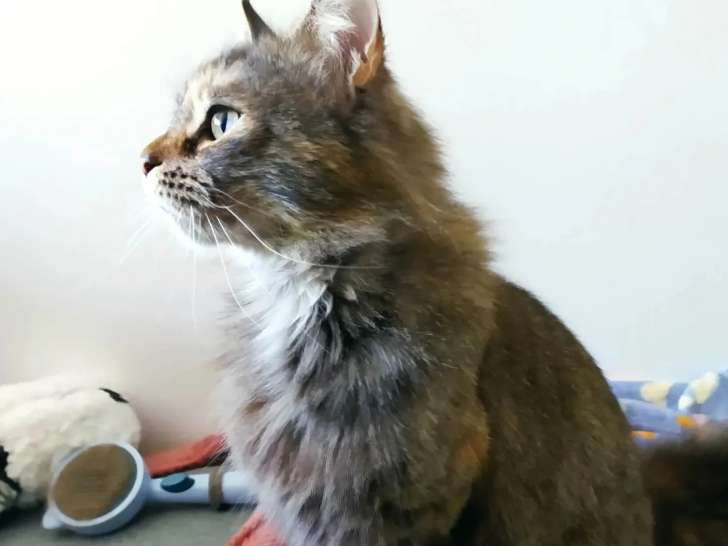 Adoption disponible : chatte tigrée de 5 ans
