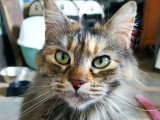 Adoption disponible : chatte tigrée de 5 ans