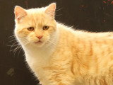 En attente d'adoption : chat champagne de 2 ans