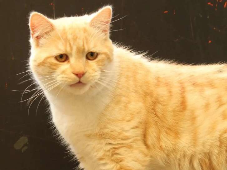 En attente d'adoption : chat champagne de 2 ans