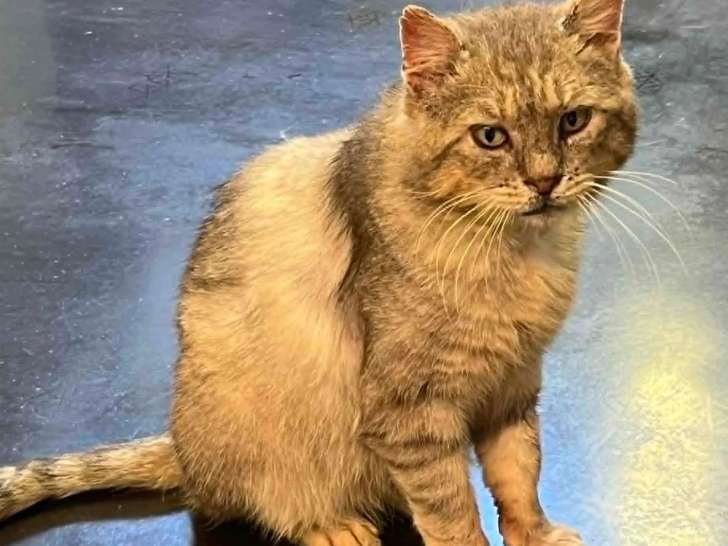 À adopter : chat tigré de 10 ans