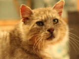 À adopter : chat tigré de 10 ans