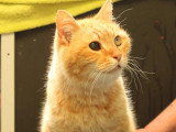 En attente d'un foyer : chat tigré roux de 12 ans