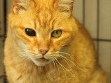 En attente d'un foyer : chat tigré roux de 12 ans