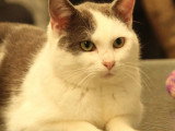 Disponible à l'adoption : chat gris et blanc de 2 ans