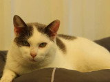 Disponible à l'adoption : chat gris et blanc de 2 ans