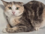 En quête d'un foyer : chatte tricolore de 2 ans
