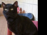 Prêt pour l'adoption : chat noir de 2 ans
