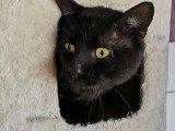Prêt pour l'adoption : chat noir de 2 ans