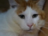 À accueillir : chat roux et blanc de 3 ans