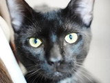 À la recherche d'une famille : chat noir de 2 ans