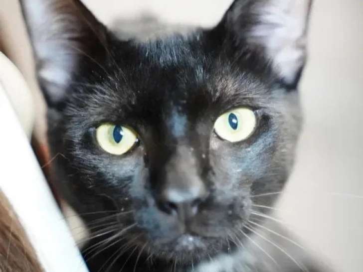 À la recherche d'une famille : chat noir de 2 ans