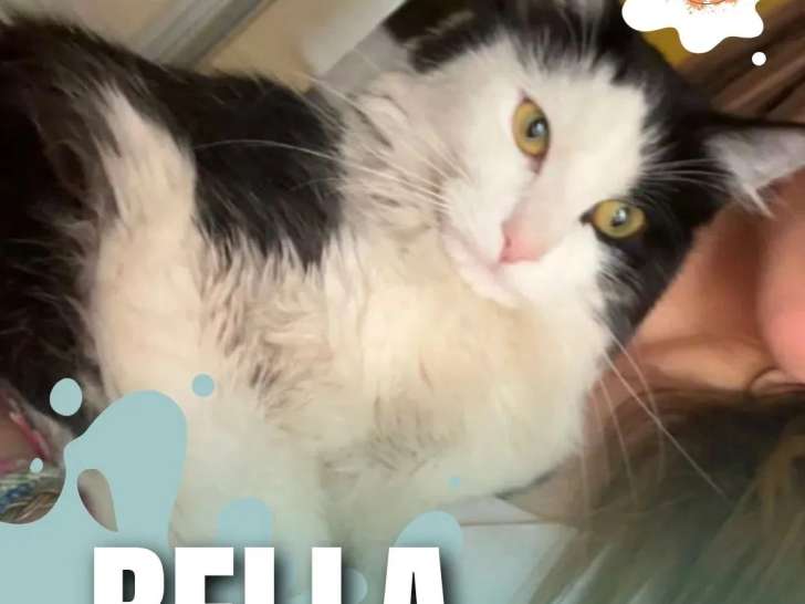 En attente d'adoption : chaton femelle noir et blanc de 11 mois