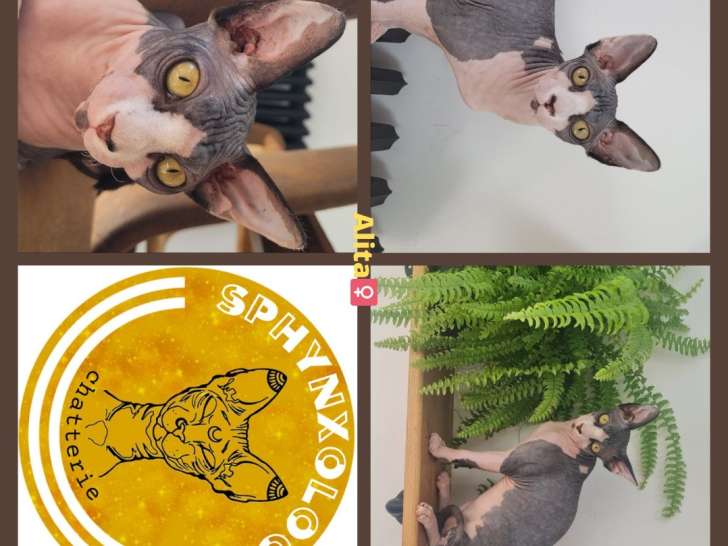 Femelle Sphynx LOOF noir et blanc à vendre