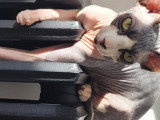 Femelle Sphynx LOOF noir et blanc à vendre
