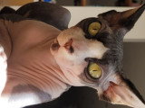 Femelle Sphynx LOOF noir et blanc à vendre