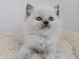 Deux chatons Ragdoll LOOF seal et blue mitted nés avril 2026 à réserver