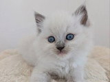 Deux chatons Ragdoll LOOF seal et blue mitted nés avril 2026 à réserver