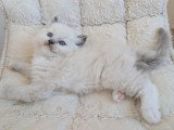 Deux chatons Ragdoll LOOF seal et blue mitted nés avril 2026 à réserver