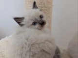 Deux chatons Ragdoll LOOF seal et blue mitted nés avril 2026 à réserver