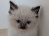 Deux chatons Ragdoll LOOF seal et blue mitted nés avril 2026 à réserver