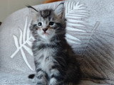 Chaton Maine Coon mâle black silver tabby  né en avril 2026 LOOF à réserver
