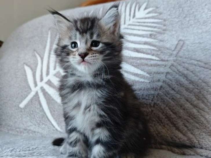 Chaton Maine Coon mâle black silver tabby né en avril 2026 LOOF à réserver
