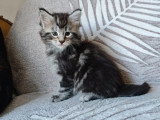 Chaton Maine Coon mâle black silver tabby né en avril 2026 LOOF à réserver